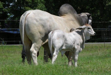 Los toros brahman adultos expelen un olor agradable para atraer a las hembras. Foto: http://ganadobrahmanrojo.blogspot.com. feromonas brahman