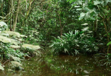 El agua es un elemento esencial del desarrollo sostenible. Foto: Juan Carlos Gómez. agua sistemas silvopatoriles