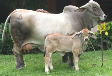 Al momento de hacer reproducción animal se debe verificar el grado de consanguinidad del macho y la hembra. Foto: ganadobrahmanrojo.blogspot.com consanguinidad en bovinos