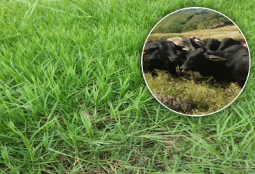 La finca del Valle del Cauca comenzó la transición hace 10 meses. Foto: Augusto Ramírez. Ganadería ecológica Colombia