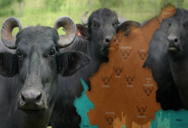 Colombia cuenta a la fecha con 1.000 productores bufalinos en diferentes departamentos. Foto: CONtexto ganadero. Ganadería bufalina en Colombia