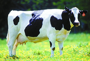 La reproducción animal es uno de los temas más relevantes para el sostenimiento del hato. Foto: Internet-CONtexto ganadero. Reproducción bovina