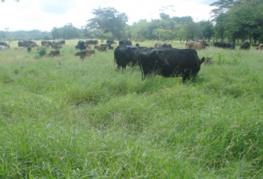 La kikuyina aporta 60 % en digestibilidad y 12 % en proteína. Foto: culturaempresarialganadera.org. Kikuyina gramínea para ganado