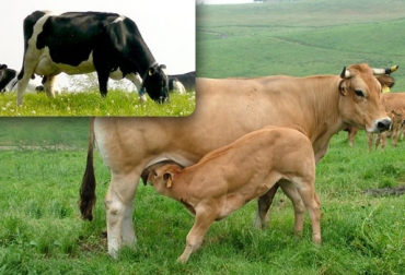Si el metabolismo de las reses no funciona su capacidad reproductiva disminuye. Foto: CONtexto ganadero-Internet. Reproducción bovina