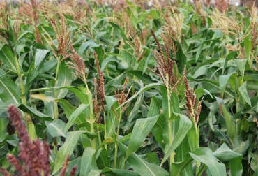 Este forraje ha tomado fuerza en las regiones ganaderas de Colombia. Foto: agrolanzarote.com. millo criollo para alimentar al ganado