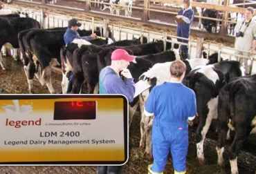 El podómetro es una tecnología que contribuye con las ganaderías especializadas en leche. Foto: CONtexto ganadero-Internet. podómetros ganadería