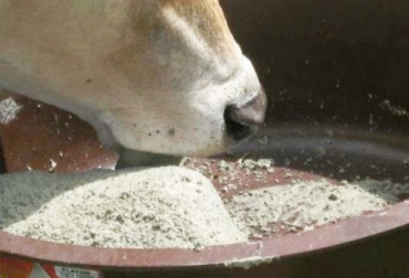 Es elemental que el ganadero le aporte a sus animales sales con minerales. Foto: jairoserrano.com Sales mineralizadas para ganado bovino