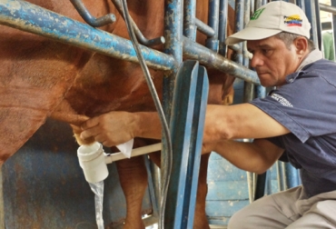 Saber elegir material genético resulta clave a la hora de pensar en fortalecer el negocio. Foto: CONtexto ganadero. Material genético colombia