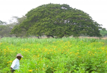 El ganadero realiza un pequeño aporte de 100 pesos por árbol y el proyecto, subsidia en promedio 600 pesos para cada uno de ellos. Foto: Juan Carlos Gómez Botero. Ganadería Colombiana Sostenible