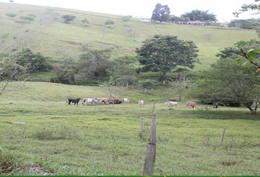 Lo ideal es dejar por hectárea a 1,8 reses en verano y aumentar a 3 en invierno. Foto: Jorge García. Bajar la carga animal en ganadería