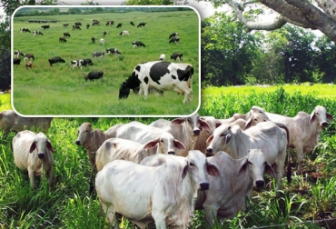 Las fincas que fabrican la comida para sus rumiantes ahorran costos y producen más leche y mejor carne. Foto: CONtexto ganadero-Internet. método Ayllu
