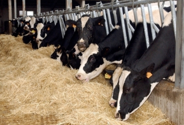 Es aconsejable que el productor mezcle carbohidratos con proteínas. Foto: pregonagropecuario.com. nutrición bovina
