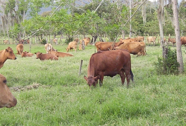 El Hartón del Valle evidenció menor tasa de infección y una respuesta inmune más alta. Foto: culturaempresarialganadera.org. Raza criolla Hartón del Valle