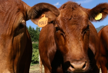 El ICA asumió el compromiso de identificar en 2013 un total de 2 millones de bovinos. Foto: Fedegán. Identificación bovina
