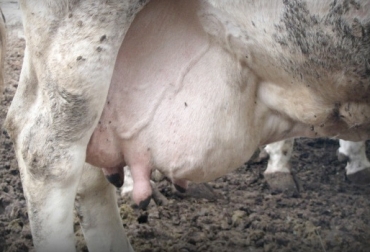 La mastitis hace que la cantidad y calidad de la producción láctea disminuyan. Foto: Peruláctea. Mastitis bovina