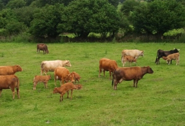 El ganadero puede elegir entre gramíneas y leguminosas para sembrar en su predio. Foto: http://intainforma.inta.gov.ar/ forrajes para bovinos