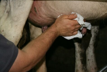 Con los cuidados necesarios, las vacas producen leche con 3 o 2 pezones. Foto: http://www.fps.org.mx. descarte de vacas