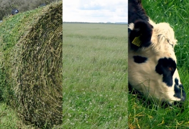 Mantener un equilibro entre la tierra, los forrajes y el semoviente es ideal para conseguir mejores resultados. Foto: CONtexto ganadero. relación suelo-planta-animal en la ganadería
