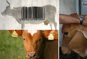 La entidad se había comprometido a trazar más de 2 millones hace 2 años. Foto: Internet-CONtexto ganadero. trazabilidad bovina colombia