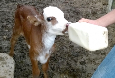 El bienestar animal en el predio inicia en el cuidado dado a las crías. Foto: CONtexto ganadero. cuidados de los terneros