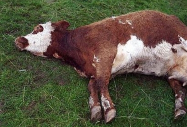La tetania puede aparecer en terneros y vacas. Foto: www.salesganasal.com. tetania en vacas de leche