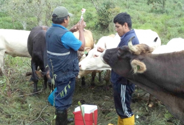 Hasta el próximo 17 de junio se llevará a cabo el Ciclo de Vacunación. Foto: Magap. Vacunación de reses