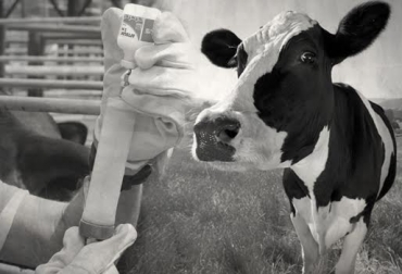 Está previsto que las labores de este primer Ciclo culminen en la tercera semana de junio. Foto: CONtexto ganadero. Ciclo de vacunación de Fedegán fiebre aftosa
