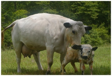 8 razas bovinas criollas se hallan en Colombia. Foto: generalidadesdelaganaderiabovina.blogspot.com. razas criollas en Colombia