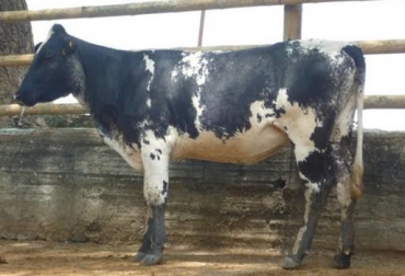 Los animales producto de este cruzamiento son promisorios en el trópico bajo colombiano. Foto: www.suganado.com. BON x Holstein
