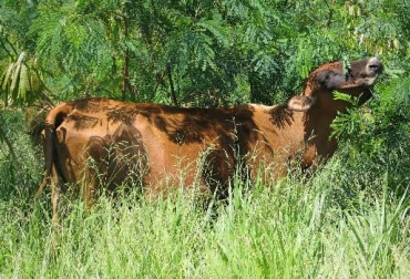 Son 65 años de trabajo en favor del medio ambiente y la promoción de los ecosistemas amigables. Foto: programaharton.org. El Hatico Colombia