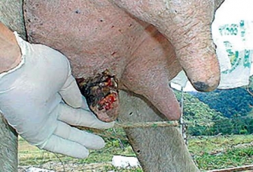 El producto ya está disponible en las tiendas veterinarias del país. Foto: CONtexto ganadero. vacuna contra la estomatitis vesicular