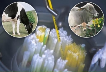 Sin nutrición y manejo animal no se expresa el potencial genético. Foto: CONtexto ganadero. genética bovinos