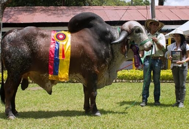 El ganado bovino se juzga para reconocer el esfuerzo que el productor ha hecho en mejoramiento genético animal. Foto: Hayden Restrepo. juzgamiento de ganado bovino