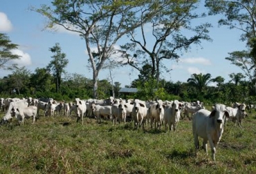 Esta app podría convertirse en una herramienta muy útil para el sector ganadero del país. Foto: Fedegán. app para inventario bovino colombia