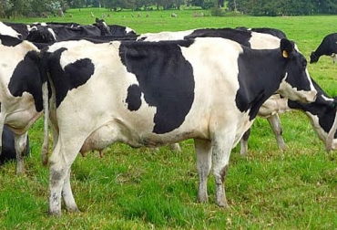El Fondo Nacional del Ganado, FNG, administrado por Fedegán, lidera proyecto de leche en Boyacá y Cundinamarca. Foto: muneraylosanimales.blogspot.com. ganado de leche