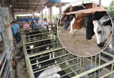 En el trópico bajo colombiano se produce leche de calidad, gracias a la unión de productores en círculos de excelencia. Foto: FNG-Sabanalarga. lechería especializada en el trópico bajo Colombia