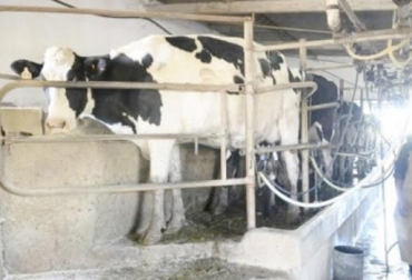 Contar con buena genética se convierte en un tema esencial en los hatos lecheros. Foto: carlosalbertogutierrezrobayo.org. Vaca lechera