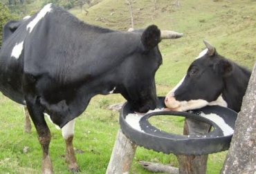 El suministro de alimentos con minerales contribuye con la disminución de los días abiertos en las vacas. Foto: sudamericahoy.com Sales para bovinos