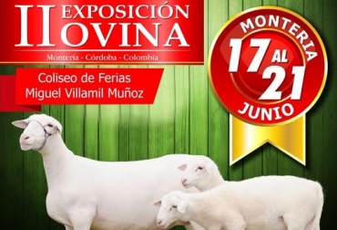 El juzgamiento y remate de ovinos se hará en la Feria Nacional de la Ganadería en Montería, Córdoba. Foto: CONtexto ganadero. remate de ovinos de alta genétics