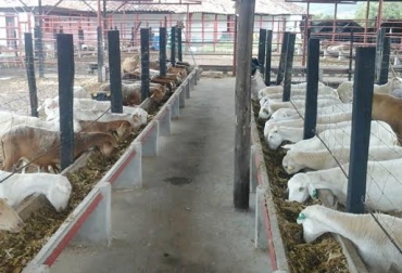 Si usted está interesado en participar se puede comunicar al número celular 311 321 36 98. Foto: Asoovinos. Producción ovina Colombia