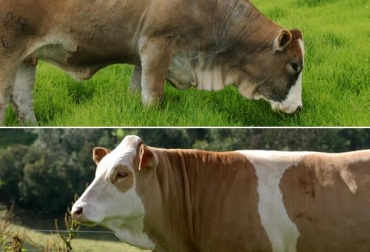 En el marco de Agroexpo 2015 se sortearán las primeras 1.000 pajillas. Foto: CONtexto ganadero. Raza Simmental y Simbrah