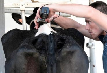 Asoholstein decidió abrir un curso sobre este tema para el cual no hay límite de asistentes. Foto: AFP. Corte pelo vacas, peluquería bovina