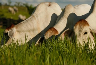 El segundo pesaje de los ejemplares se realizará el próximo 22 de agosto. Foto: Fedegán. Raza Brahman