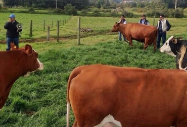 Colombia cuenta con diversas razas lecheras y todas tienen puntos a favor para hacer competitivo al país. Foto: José Antonio Velásquez. vacas lecheras colombia