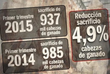 Los animales sacrificados representaron un peso en pie de 384 mil 835 toneladas. Foto: CONtexto ganadero. sacrificio bovino en colombia