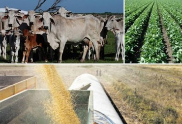La soja se siembra en zonas bajas de Colombia, como los Llanos Orientales, Cesar, Córdoba y Magdalena Medio. Foto: CONtexto ganadero. silo de soja para bovinos