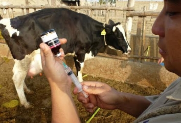 La sincronización del celo en vacas es clave en los hatos bovinos. Foto: www.perulactea.com. sincronización de celo en vacas
