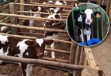 La reducción en el parto de terneras da muestra del eficiente trabajo nutricional y sanitario hecho en los predios. Foto: CONtexto ganadero. levante intensivo de terneras
