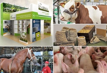En el evento estará presentes: 28 razas bovinas, 10 equinas, 12 ovinas, 6 caprinas y 4 bufalinas. Foto: CONtexto ganadero. agroexpo 2015 ganadería colombia