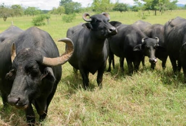 Según Asobúfalos, para esta versión de la feria buscarán promover el uso de esta especie animal. Foto: CONtexto ganadero. Búfalos colombia